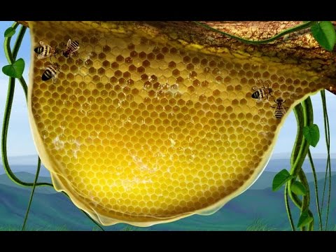 Apiculture